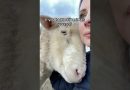 Answering an Important Vegan Question