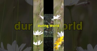 Chamomile: The Secret “Soldier’s Tea” of WWII!