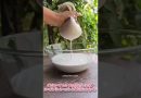 COCONUT MILK & CURD | CHAL KALAM | HEALTHY LIFE STYLE |